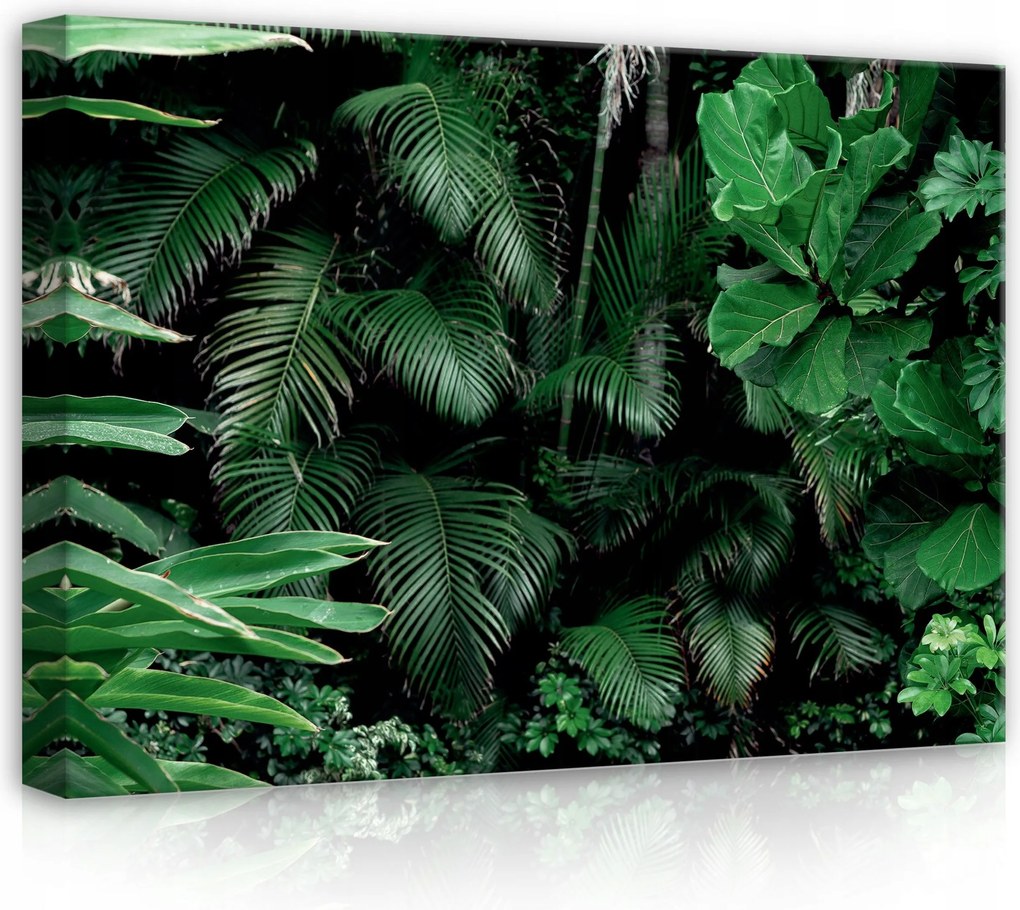 Vászonkép 70x50 Trópusok zöld levelek dzsungel természet frissesség nyugalom