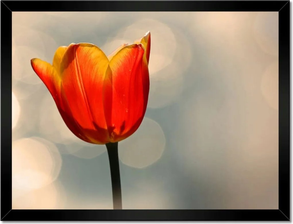 Poszter keretben 40x30 Narancssárga tulipán