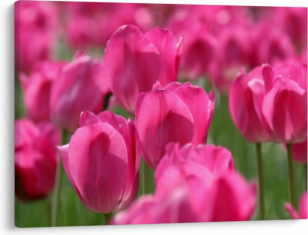 Kép - Rózsaszín tulipánok (70x50 cm)