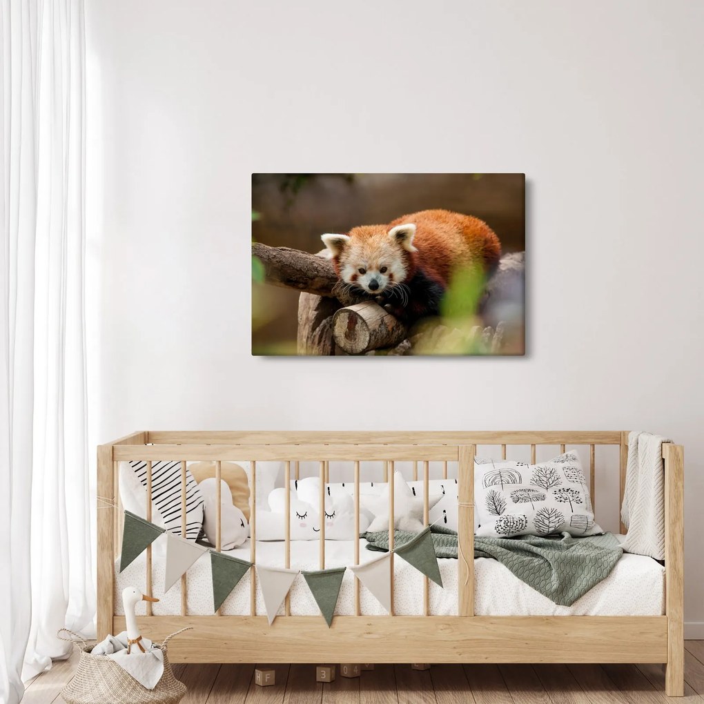 Vörös panda képe (90x60 cm)