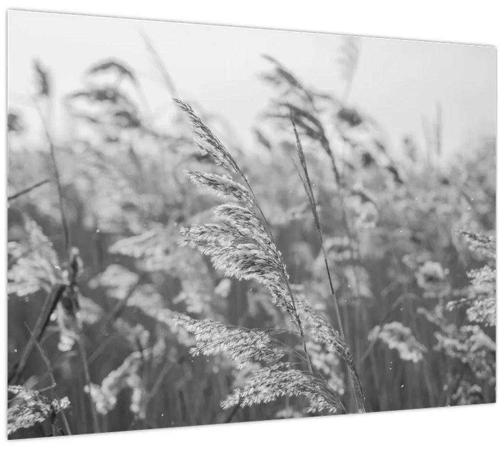 Kép - Fű a szélben (70x50 cm)