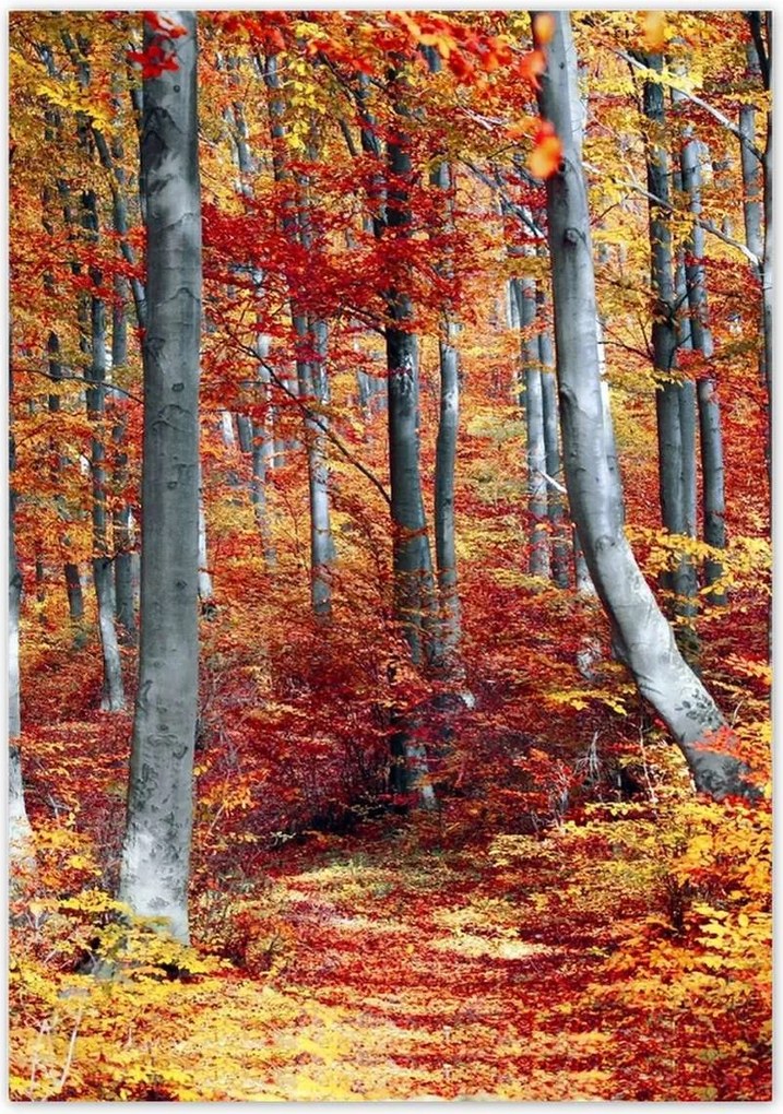 Poszterek 70x100 Tájkép