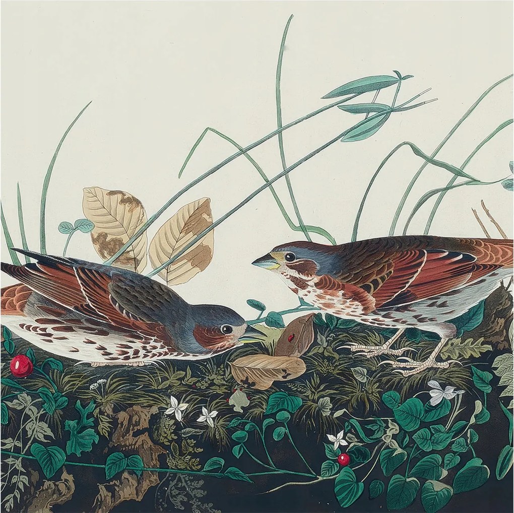 Flizelin fotótapéta Flizelin Design A természet varázsa 250x250 Ragasztó