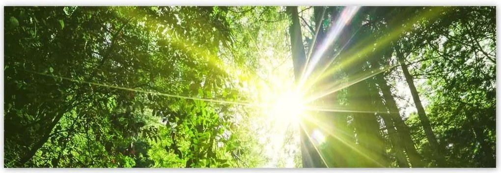 Poszterek 200x66 Varázslatos erdő Tájkép