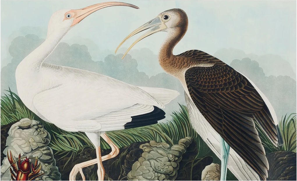 Flizelin tapéta falra Prémium madár pár 416x254 ragasztó