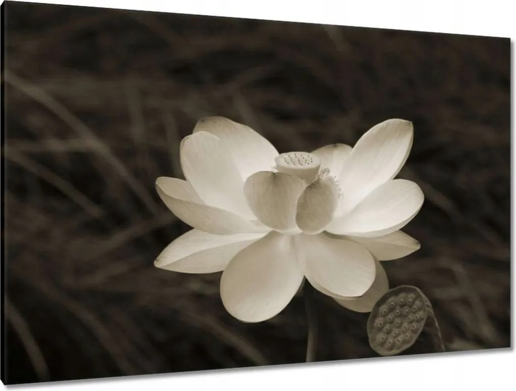 Vászonkép 120x80 Lótusz Lótuszvirág