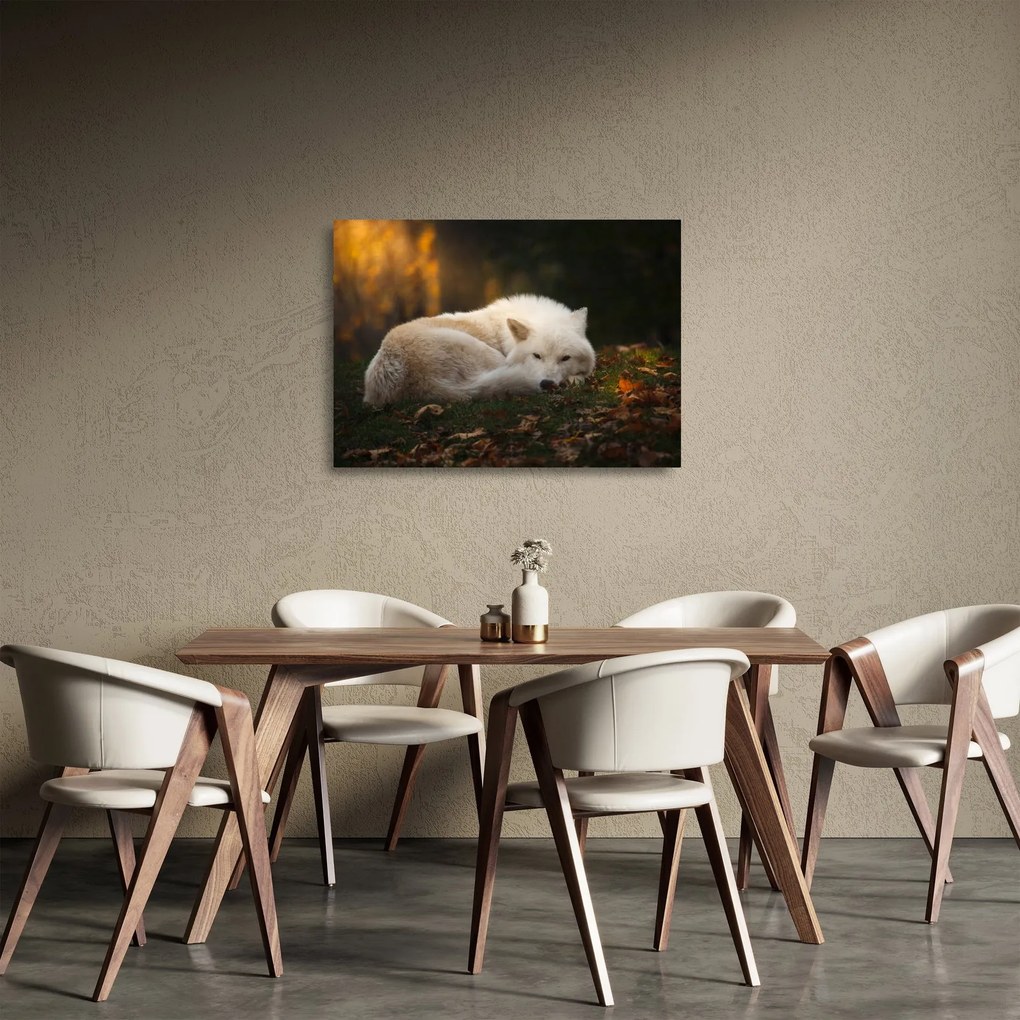 Üveg kép - Pihenő farkas (70x50 cm)