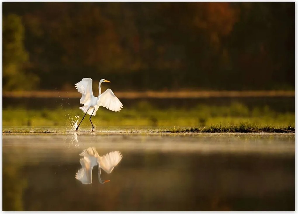 Poszterek 70x50 Madarak