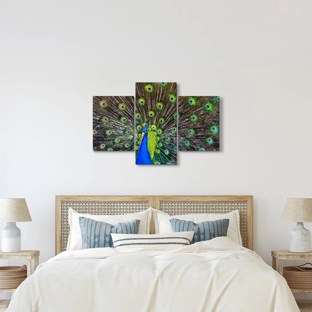 Kép - Páva (90x60 cm)