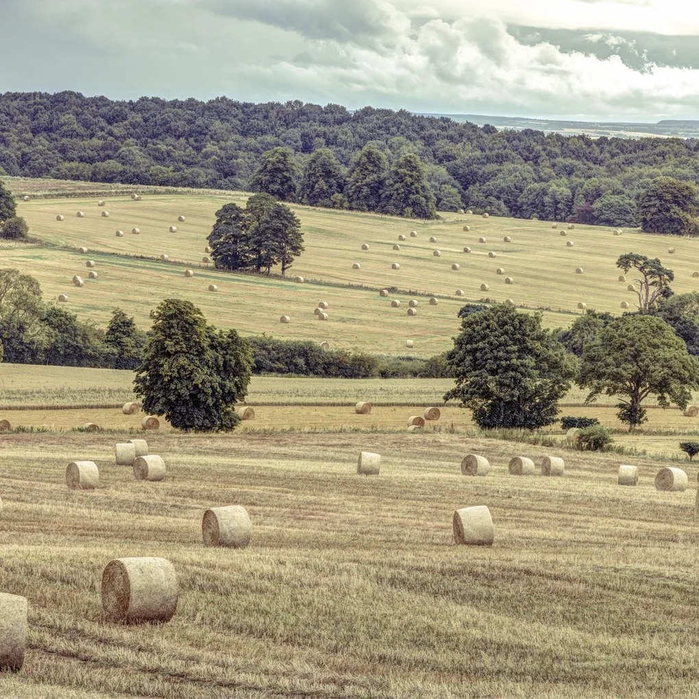 Poszter 70x70cm Szénakazalok a mezőkön 2, Assaf Frank