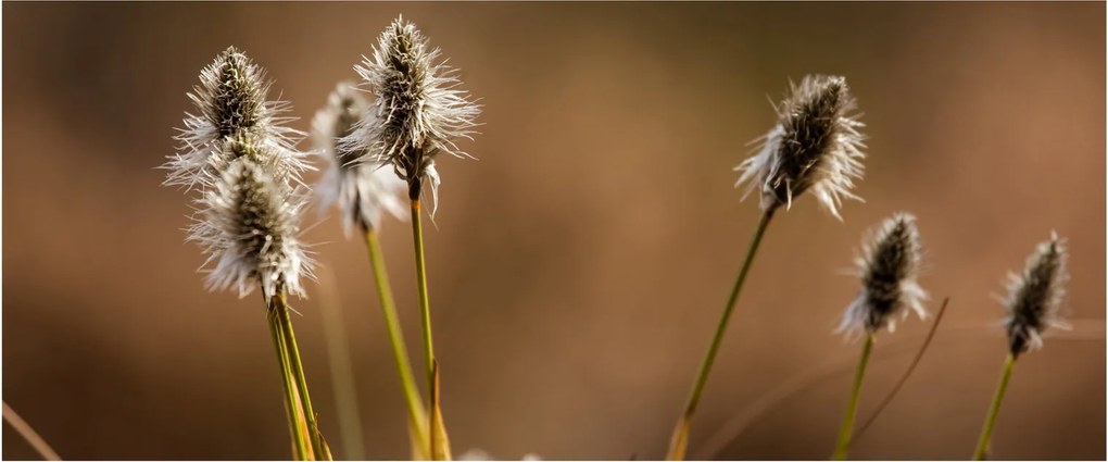 Kép - Fű (120x50 cm)