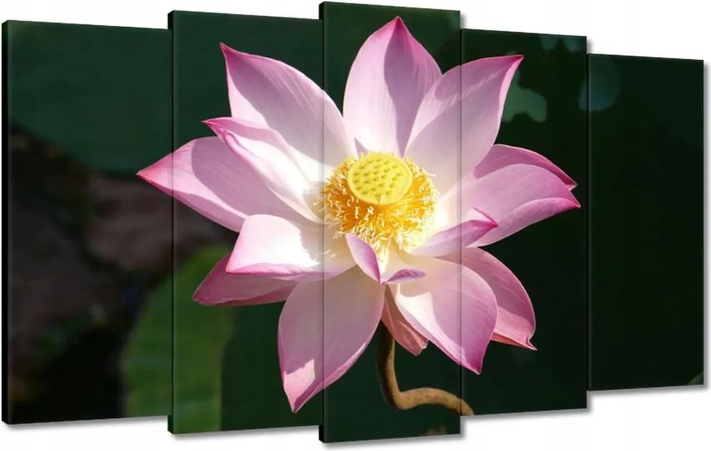Vászonkép 100x60 Lótusz Lótuszvirág