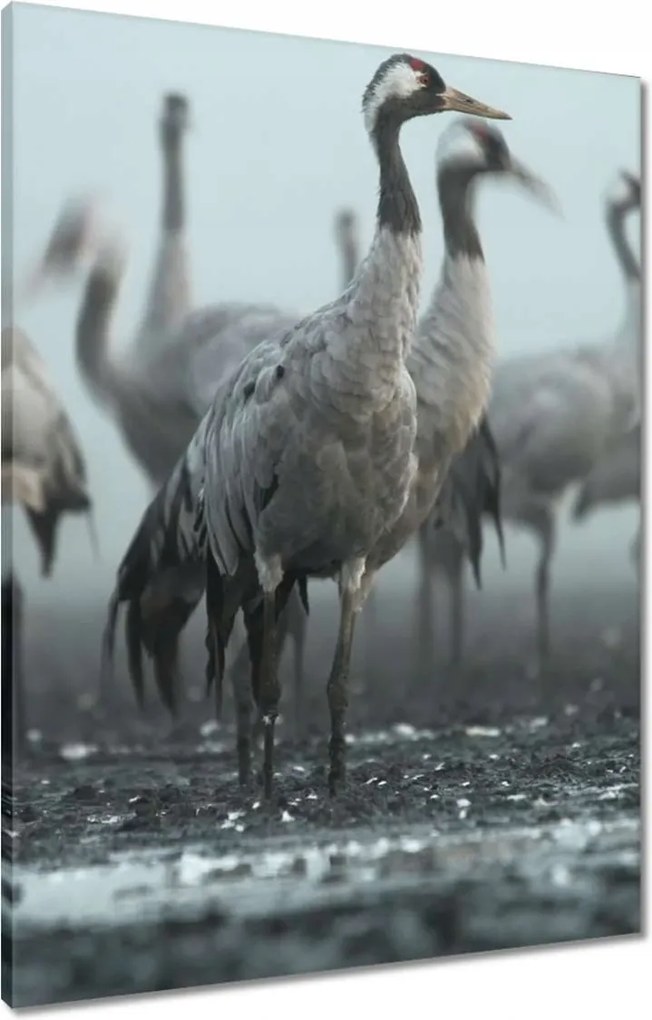 Vászonkép 60x80 Darvak a ködben