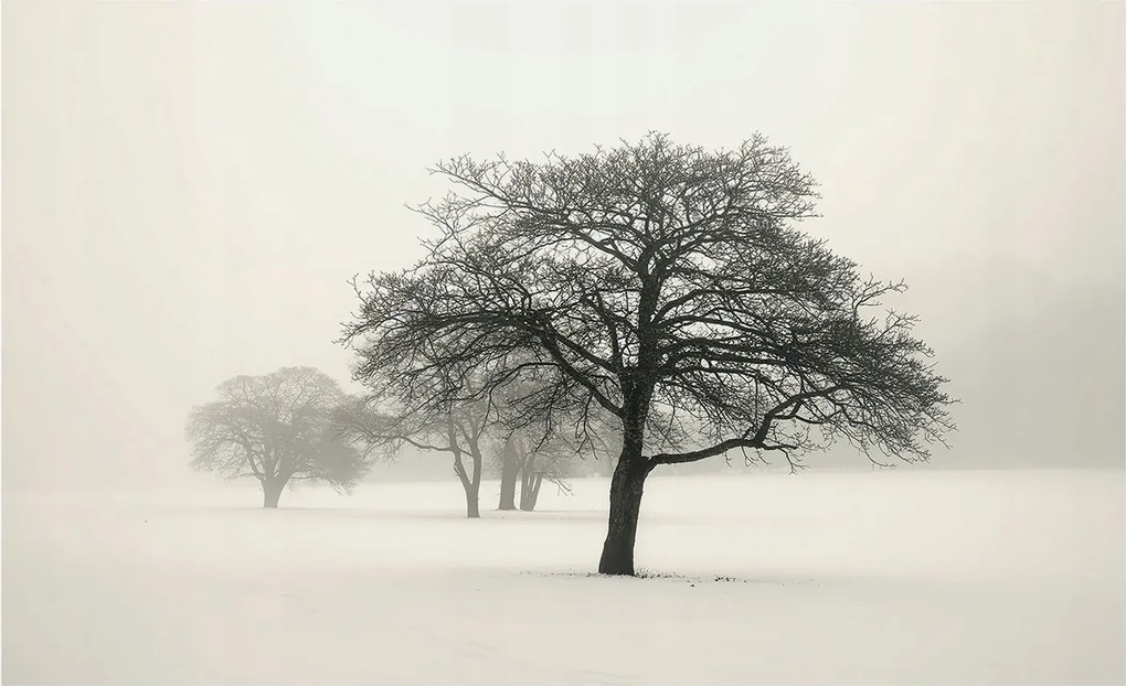Fotótapéta Flizelin Dekoratív az irodába Téli fák 416x254 Ragasztó