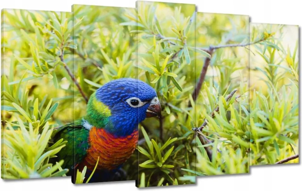 Vászonkép 100x60 Papagájok Madarak