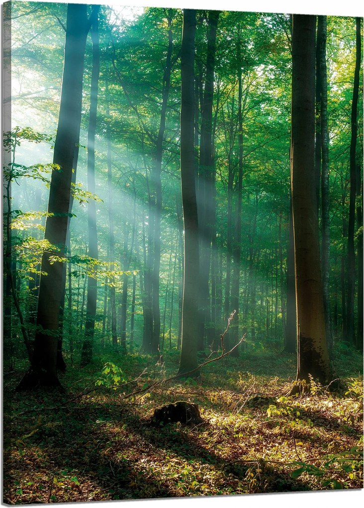 Vászonkép Erdő Fák Nap sugarai 50x70 cm
