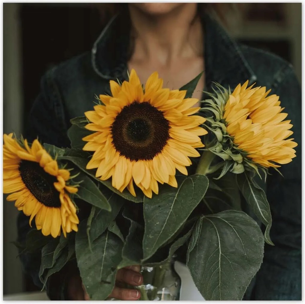 Poszterek 100x100 Napraforgók Virágok