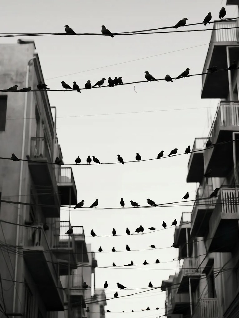 Poszter 15x20cm Városi motívum madarakkal