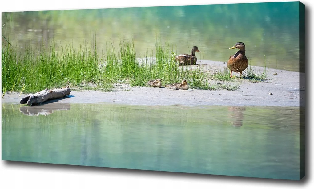 Fotófestmény vászonra Kacsák a víz mellett 100x70 cm