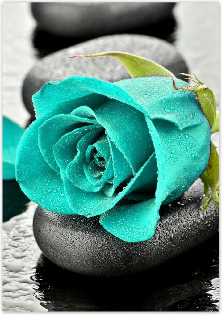 Poszterek 70x100 Türkiz rózsa