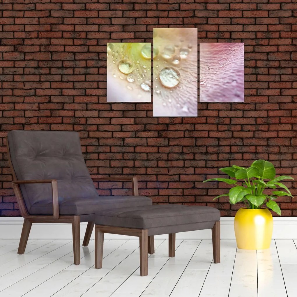 Kép - Harmatcseppek (90x60 cm)