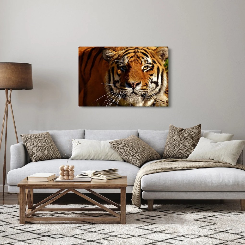 Tigris képe (90x60 cm)