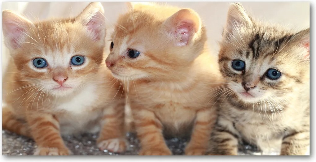 Fotó-kép edzett üveg Kis macskák 140x70