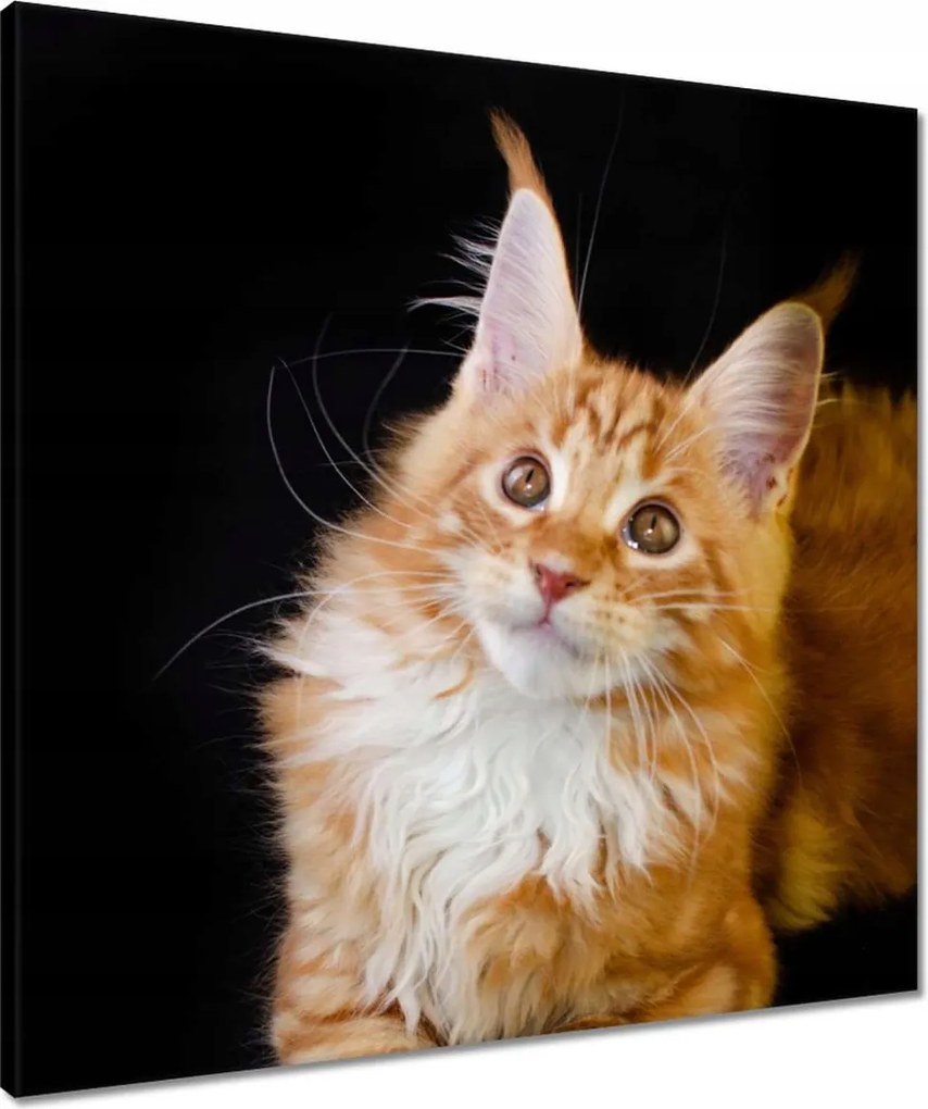 Vászonkép 60x60 Bolyhos vörös cica