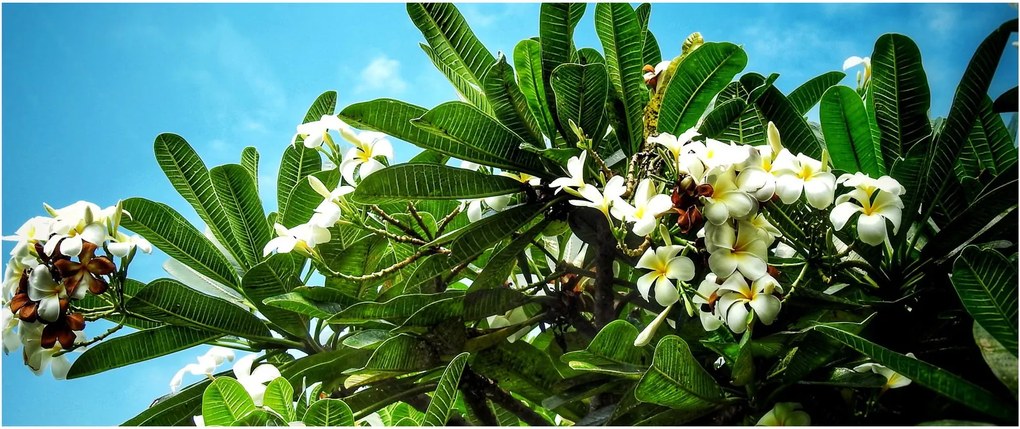 Kép - Plumeria (120x50 cm)