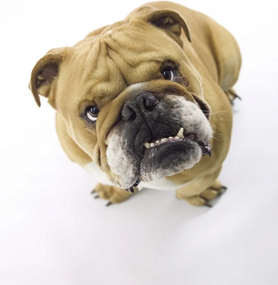 Poszter 60x80cm Brit bulldog fehér alapon 2, Assaf Frank