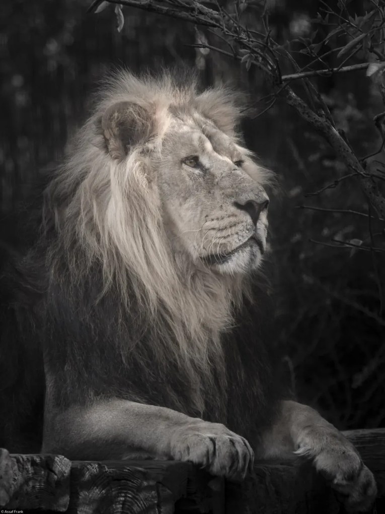 Poszter 30x40cm Oroszlán, Assaf Frank