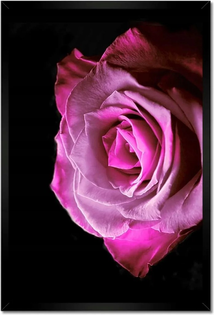 Poszterek keretben 40x60 Lila rózsa