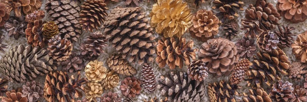 Poszter 91,5x30,5cm Fenyőtobozok, Assaf Frank