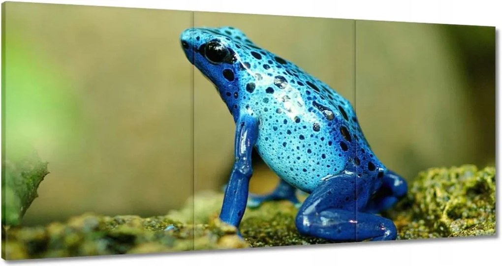 Vászonkép 120x60 Állatok