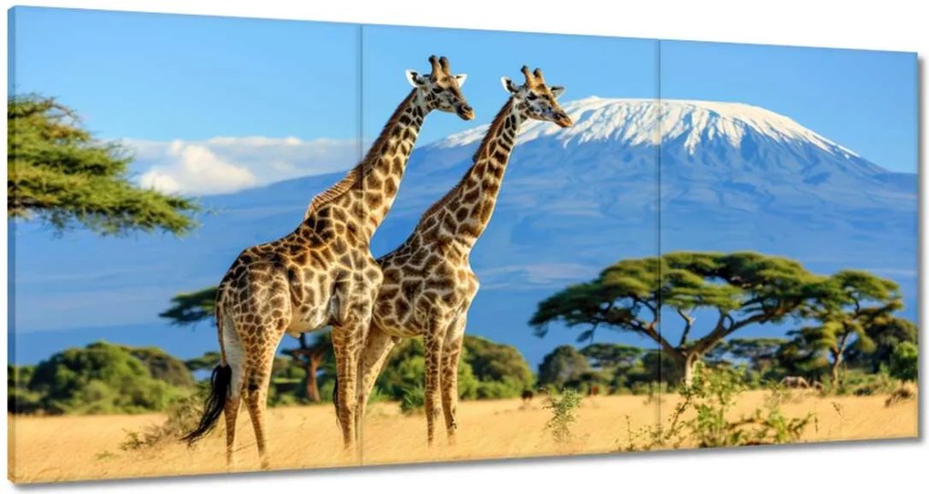 Vászonkép 60x30 Zsiráfok a szafariban