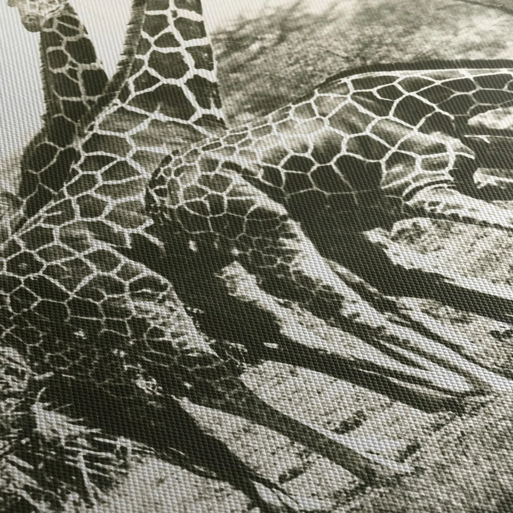 Kép - Zsiráfok, vintage (120x50 cm)