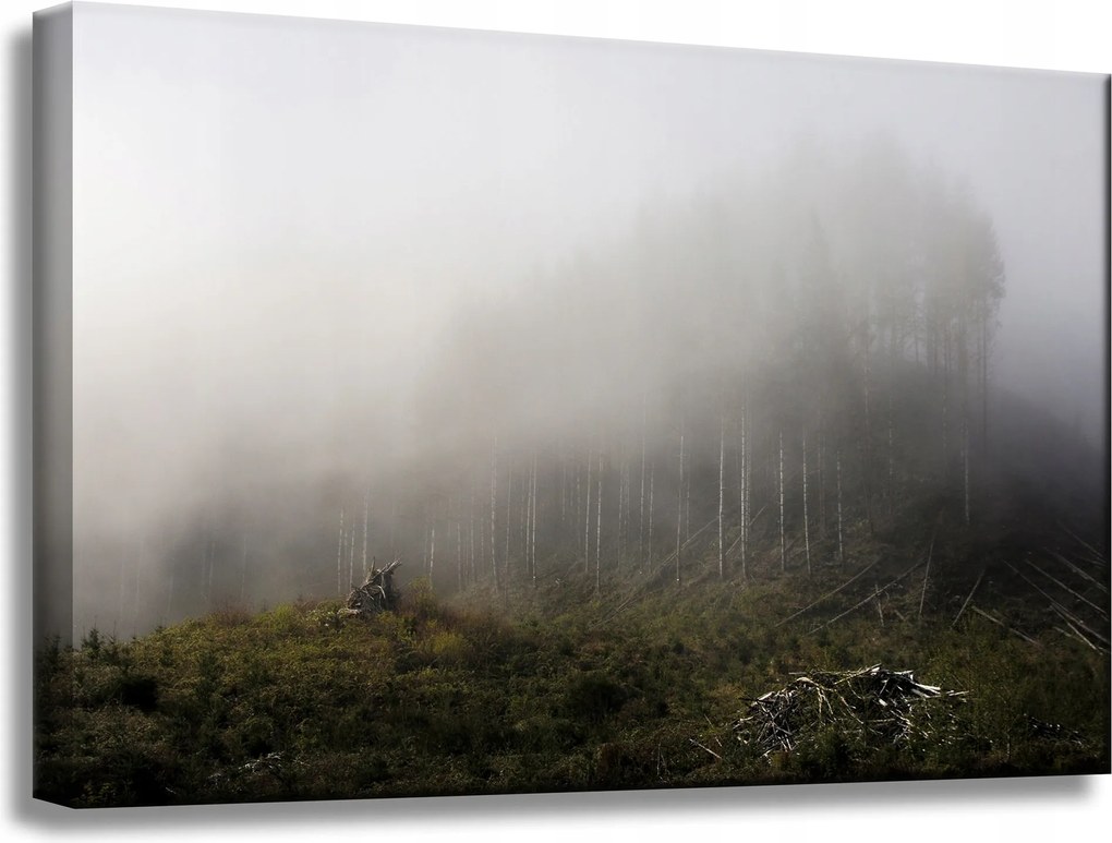Vászonkép Természet Köd Megsemmisült erdő 60x40