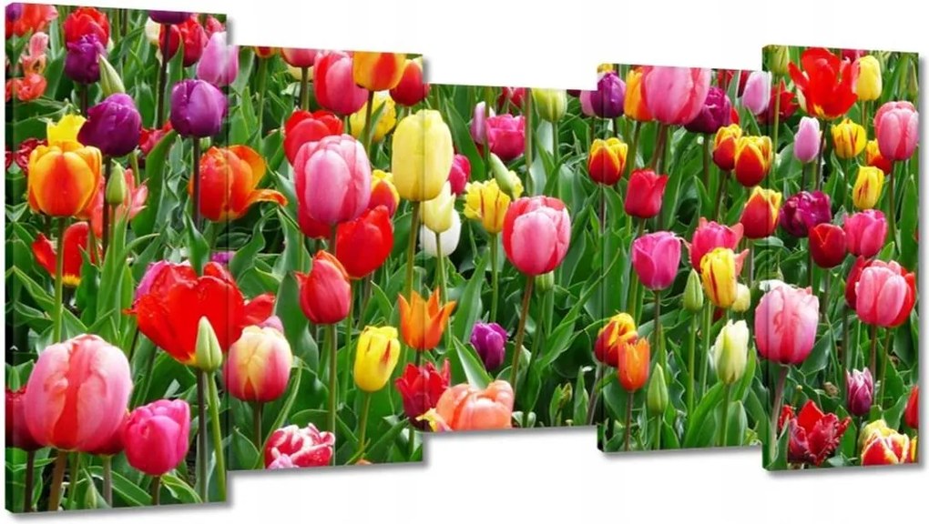 Vászonkép 150x80 Színes tulipánok a réten