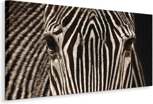 Vászonkép Zebra tekintete Cano Marina 100x50cm WDC40393