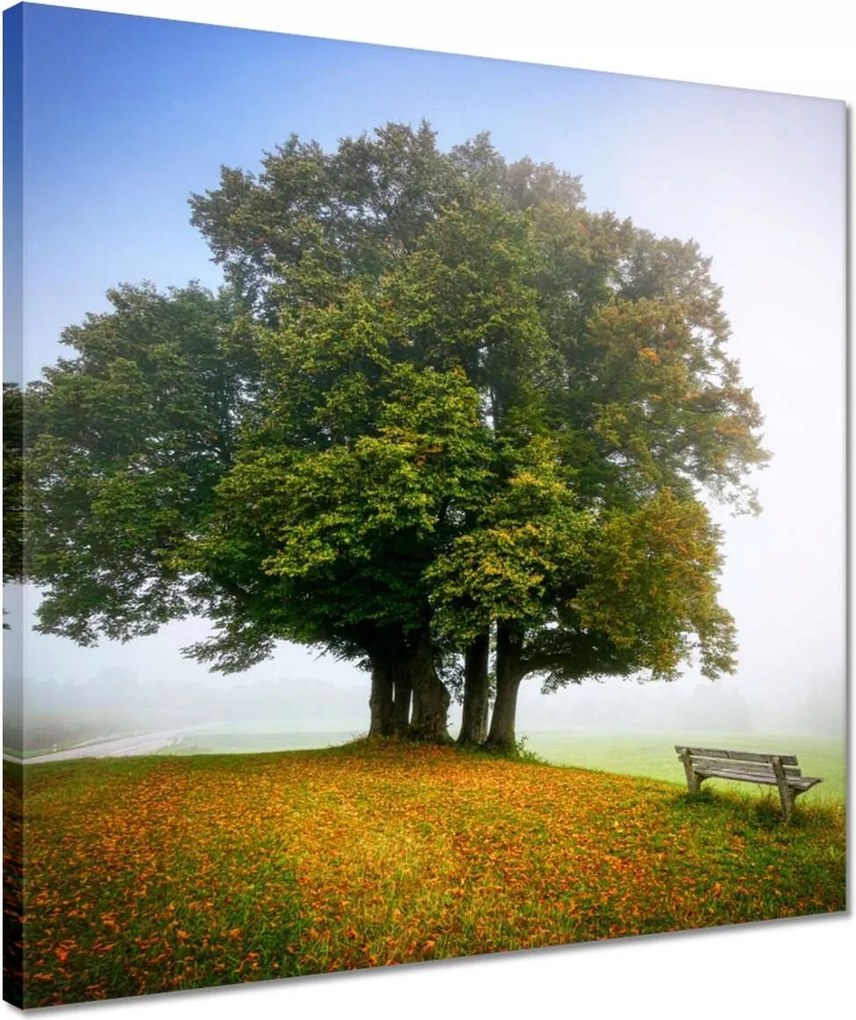 Vászonkép 40x40 Tájkép paddal Fa