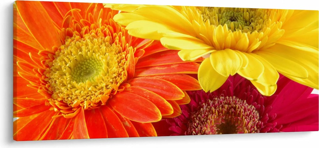 Kép - Virágok Gerbery (120x50 cm)