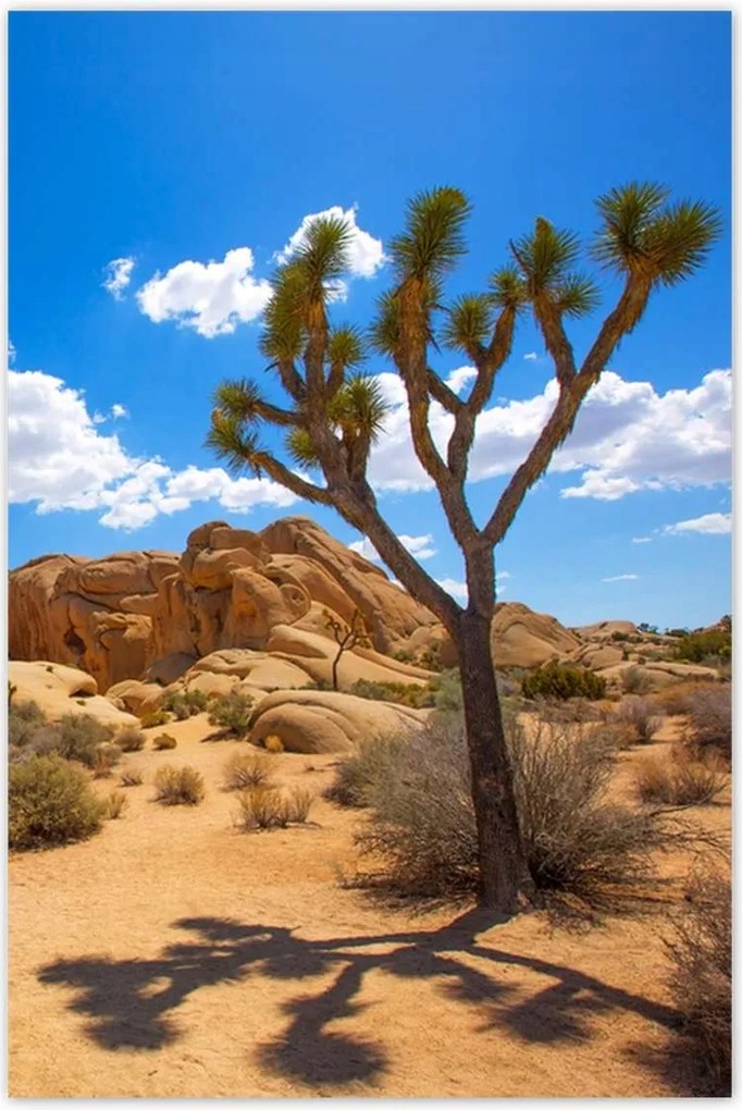 Poszterek 62x93 Sivatagi táj