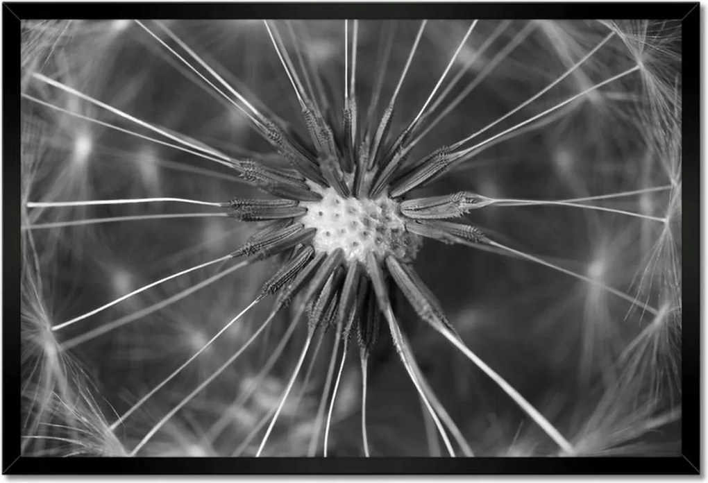 Poszterek keretben 60x40 Pitypang Virág Virágok