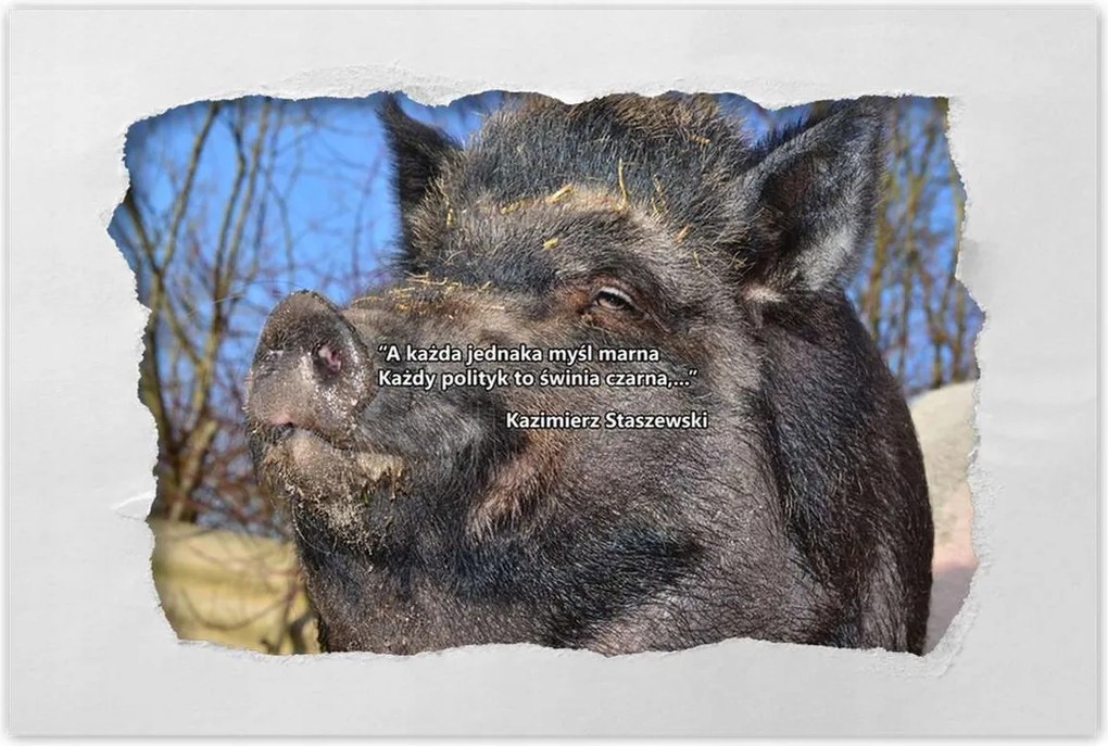 Poszterek 90x60 Kazik Idézet Politikusok