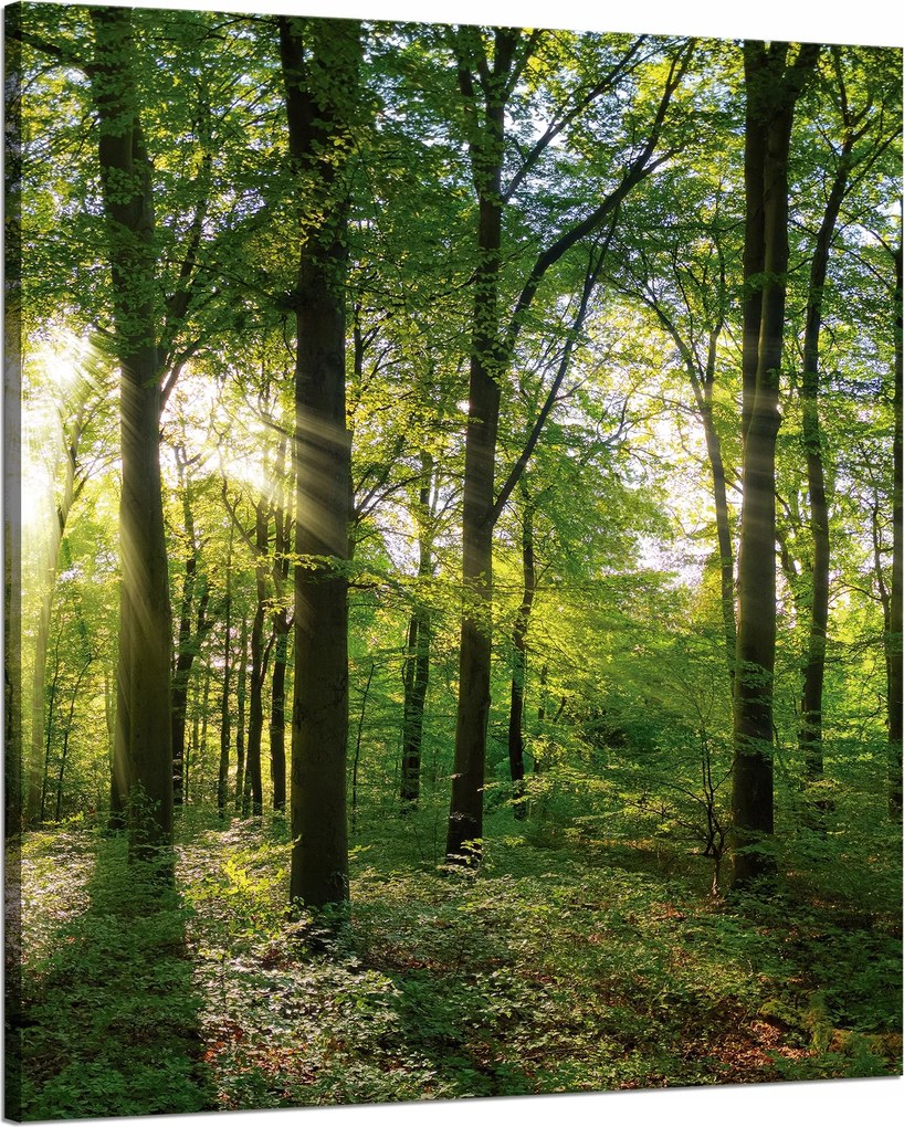 Vászonkép Nap Erdő Fák Fénysugarak 80x100 cm