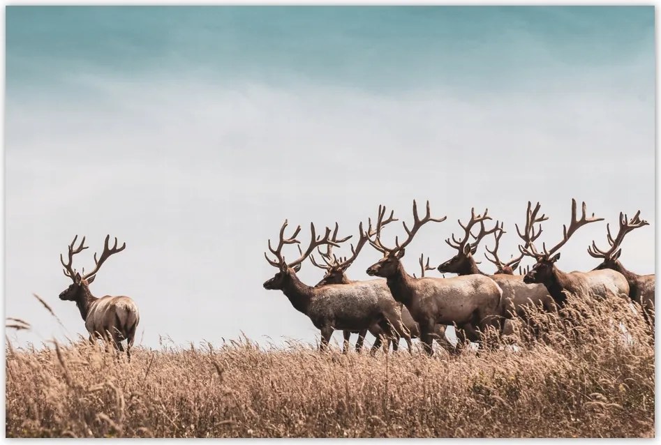 Poszterek 120x80 Szarvasok hörcsöge