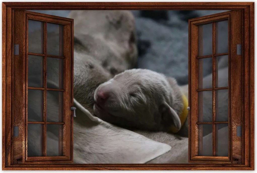 Poszterek 90x60 Kutya Kutyák