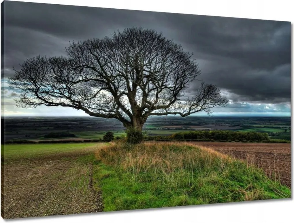 Vászonkép 90x60 Fa tájkép