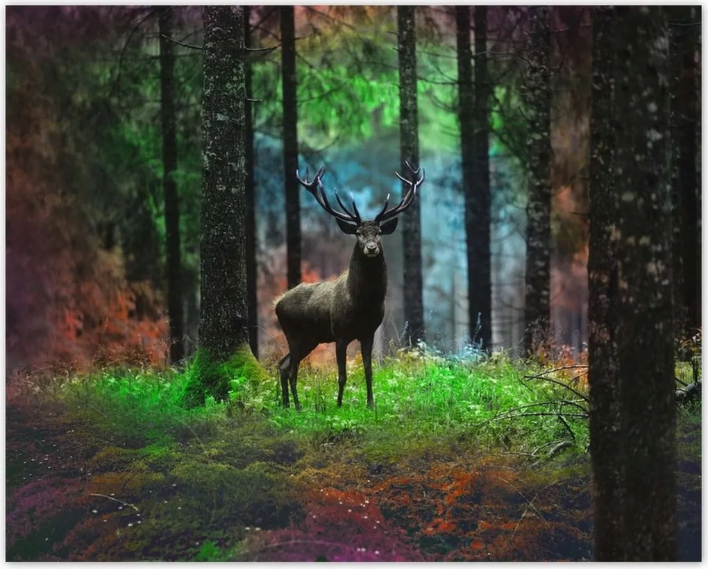 Poszterek 50x40 Szarvas a mesés erdőben