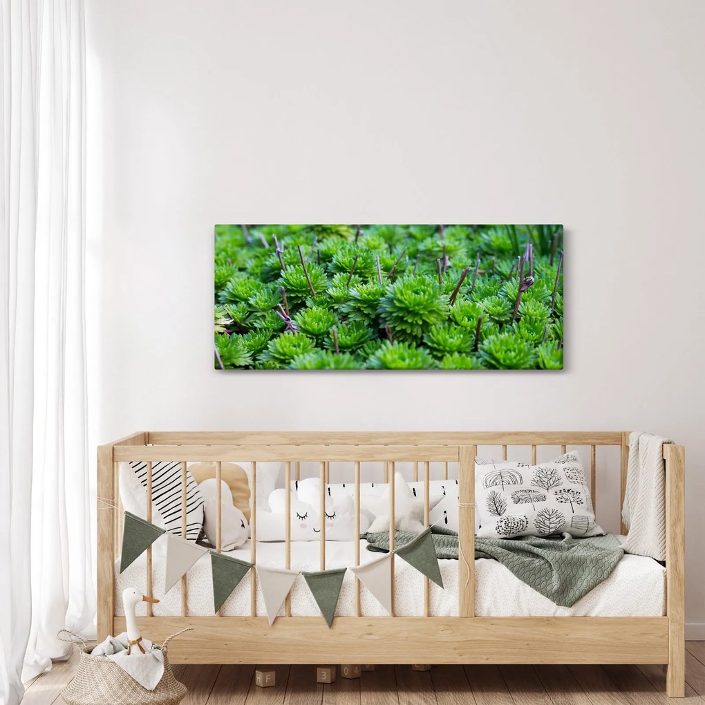 A pozsgás növények képe (120x50 cm)
